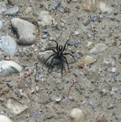 Raptor Wolf Spider thumbnail 3