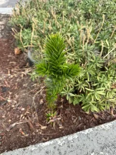 monkey-puzzle thumbnail 1