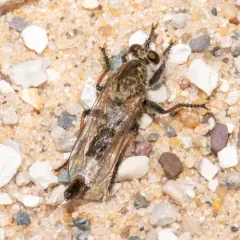 Sand Hammertail thumbnail 4