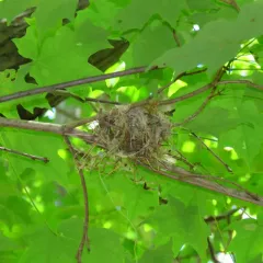 Acadian Flycatcher thumbnail 4