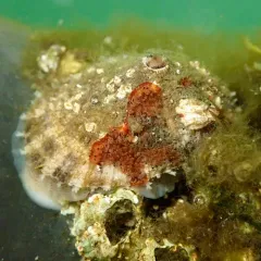 Rough Keyhole Limpet thumbnail 4