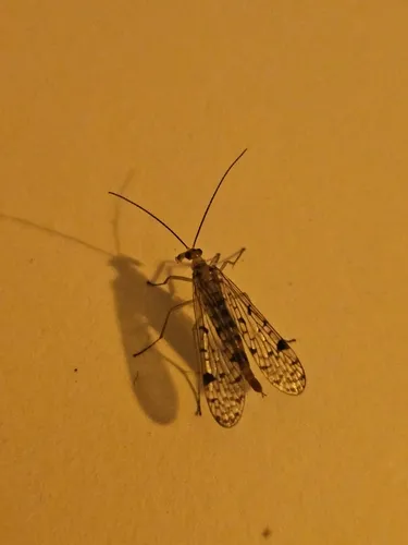 Panorpa latipennis