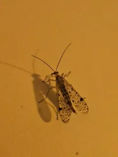 Panorpa latipennis thumbnail 1