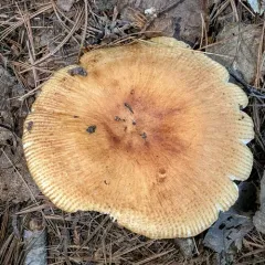 Almond-scented Russula thumbnail 4