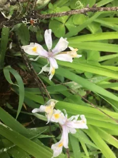 Clackamas Iris thumbnail 3