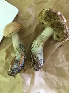 Leccinum rotundifoliae thumbnail 4