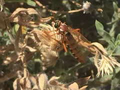Nemomydas pantherinus thumbnail 3