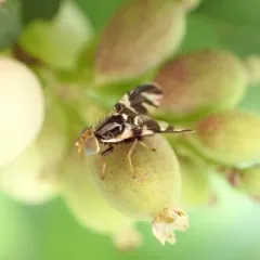 Rhagoletis zephyria thumbnail 4