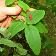 American fly-honeysuckle thumbnail 5