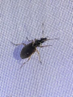 Agonum anchomenoides thumbnail 4