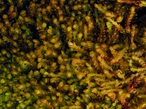 Japanese Flapwort