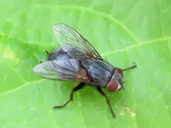 Muscina prolapsa thumbnail 4