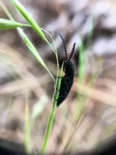 Megapenthes tartareus thumbnail 3