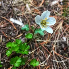 Small-flower Anemone thumbnail 2