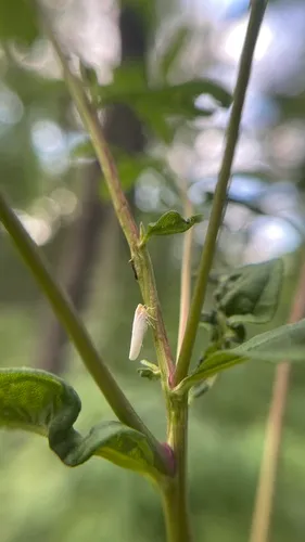 Neocenchrea heidemanni