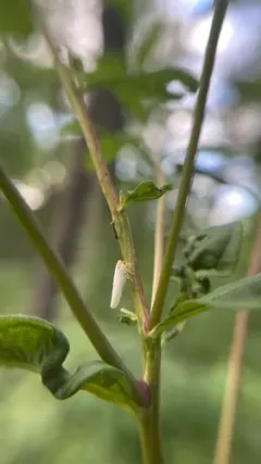 Neocenchrea heidemanni thumbnail 1