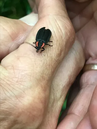 Green's firefly