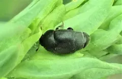 Toadflax Flower Beetle thumbnail 3