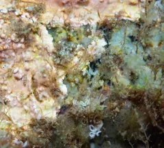 Rocky Aeolid thumbnail 3