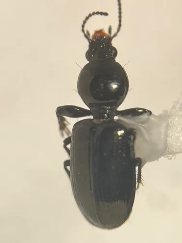 Dyschirius tridentatus