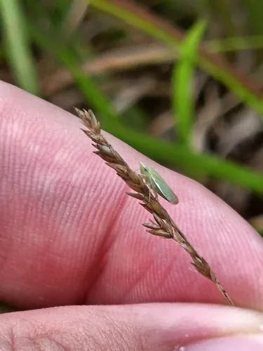 Memnonia flavida
