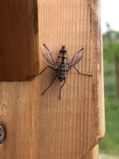 Zelia vertebrata thumbnail 4