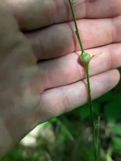 Neolasioptera desmodii thumbnail 4
