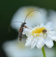 Molorchus longicollis thumbnail 1