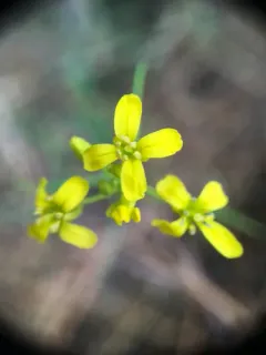 flaxleaf plainsmustard thumbnail 4