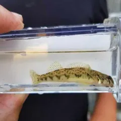 Greenside Darter thumbnail 2