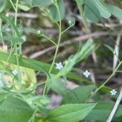 Field Bastard-toadflax thumbnail 4