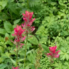 Rhexia-leaved paintbrush thumbnail 3