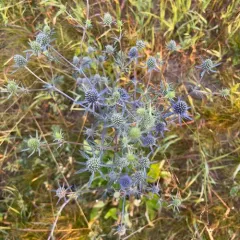 Blue Eryngo thumbnail 3
