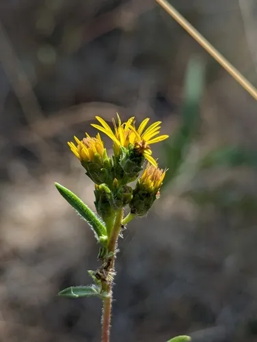Del Norte Haplopappus