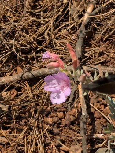siskiyou mountains willowherb