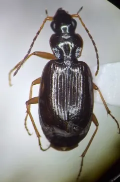 Agonum piceolum thumbnail 3