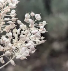 Lens-podded Hoary Cress thumbnail 2