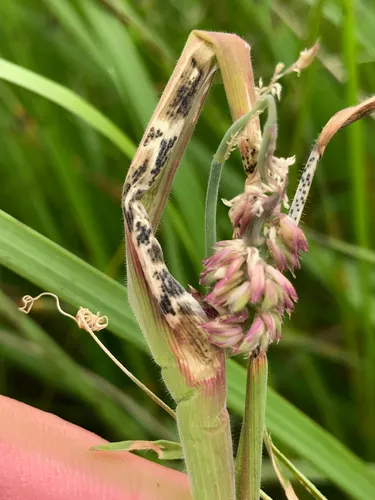 Dilophospora alopecuri