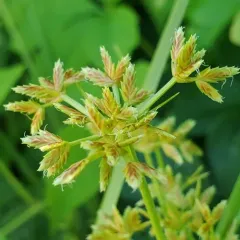 toothed flatsedge thumbnail 2