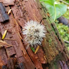 Tilachlidium brachiatum thumbnail 3