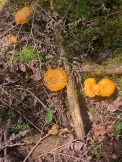 Golden Chanterelle thumbnail 2