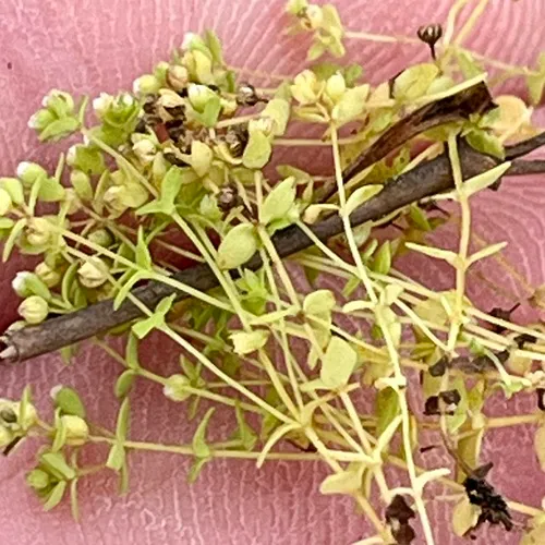 Allseed