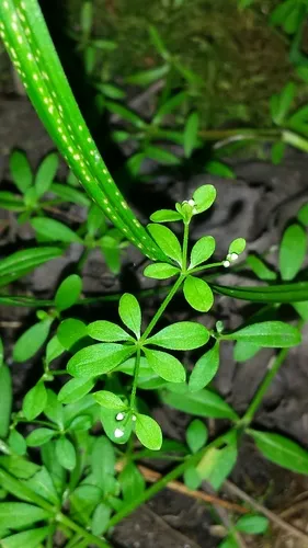 Limestone Swamp Bedstraw