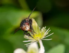 Archytas metallicus thumbnail 3