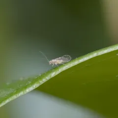 Trichopsocus clarus thumbnail 3