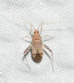 Phytocoris depictus thumbnail 3