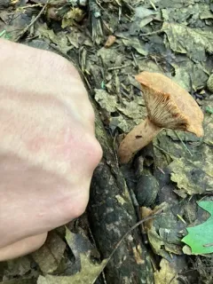 Peck's milky cap thumbnail 2