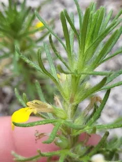 Ground-pine thumbnail 4