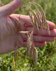porter's brome thumbnail 4