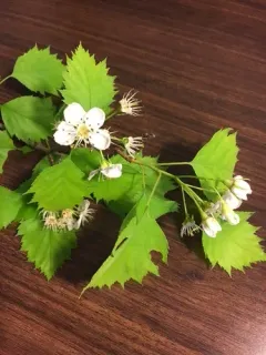 Schuette's Hawthorn thumbnail 3